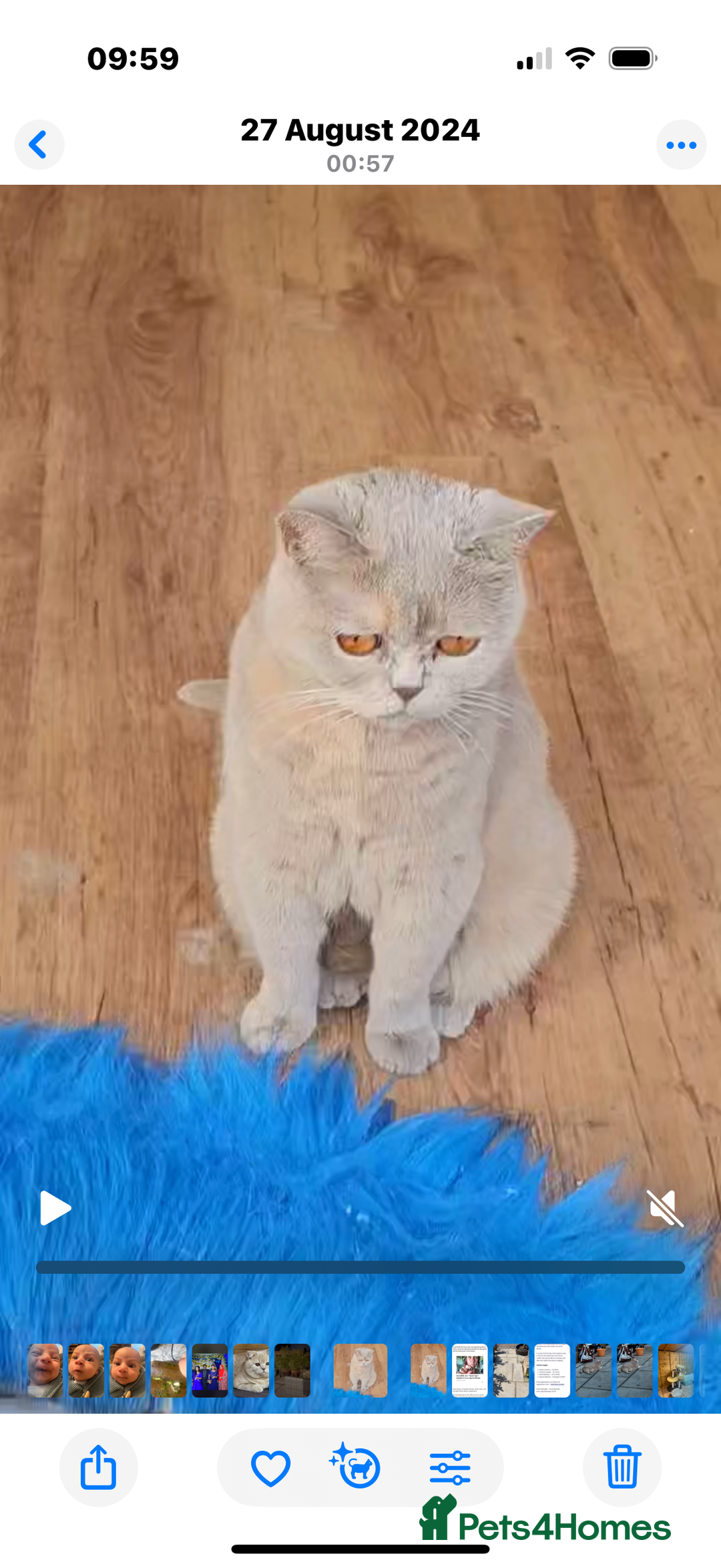 British Shorthair cats for sale: Beautiful lilac tortie British Shorthair  - Image 1