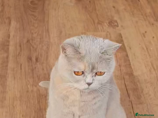 British Shorthair cats - Advert 19