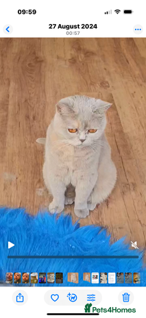 British Shorthair cats - Advert 14