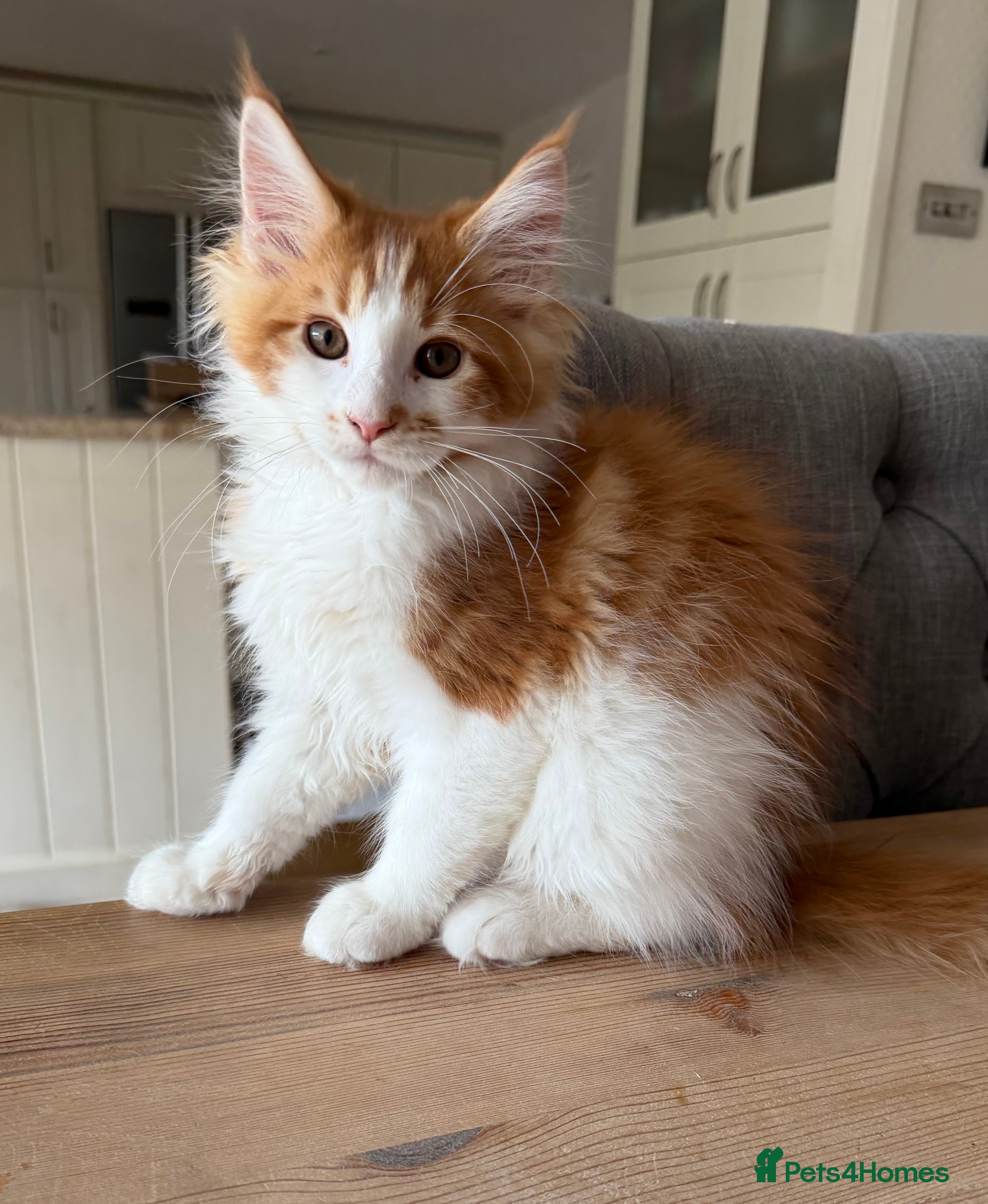 Maine Coon cats Maine Coon Kittens, beautiful colours - 8 wks - Advert 2