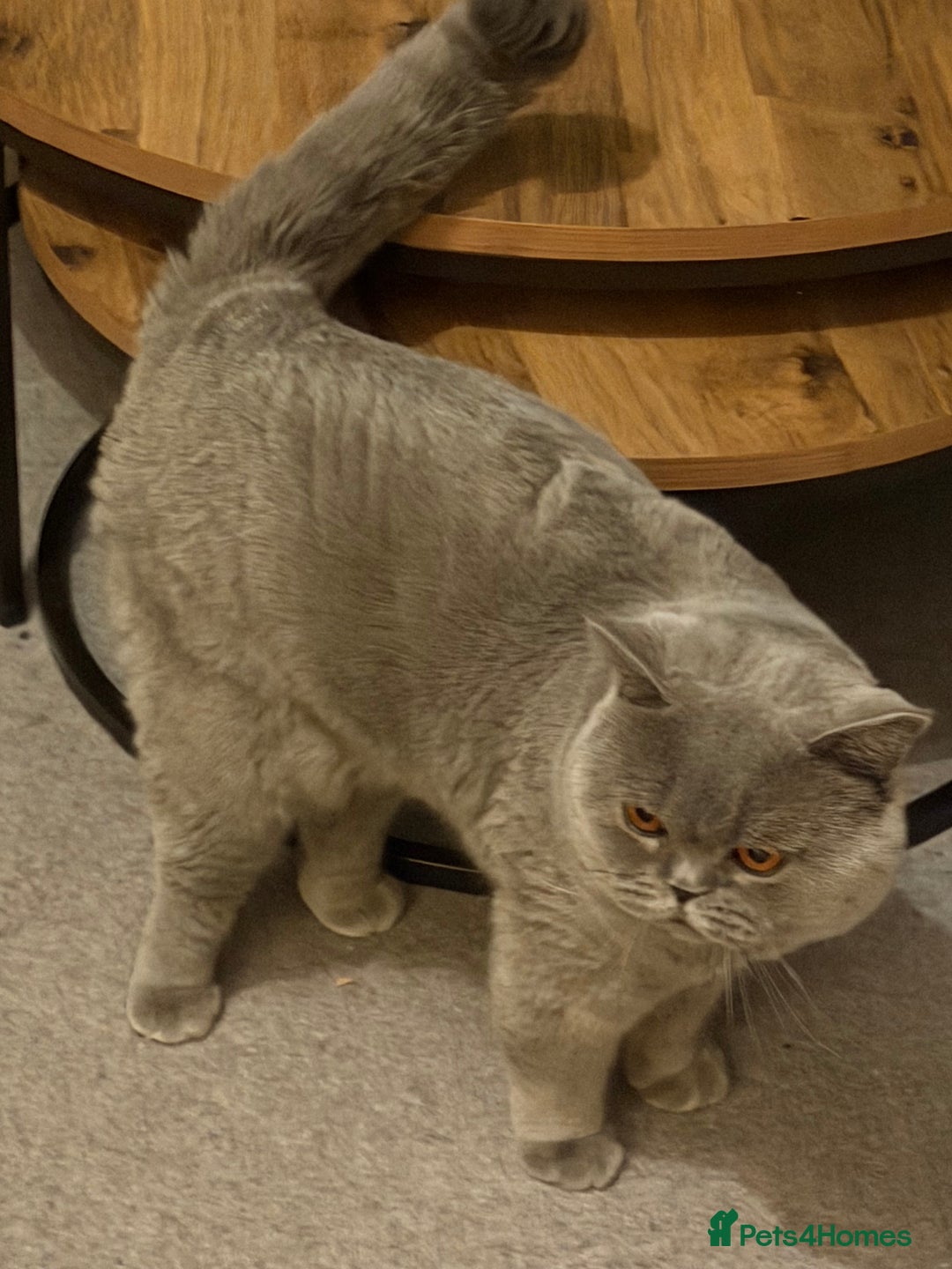 British Shorthair cats for sale: British shorthair kittens  - Advert 14