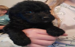 Labradoodle dogs for sale: mixed litter Black Labradoodles - Image 7