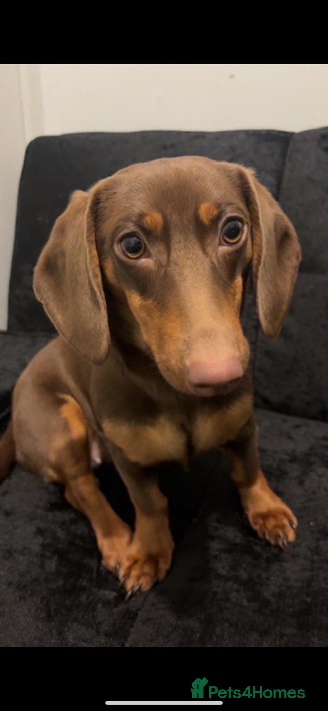 Miniature Dachshund dogs for sale: Ready to leave Miniature dachshunds - Image 9
