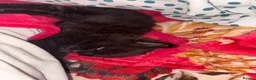 Mixed Breed cats for sale: Lunaa - Advert 2