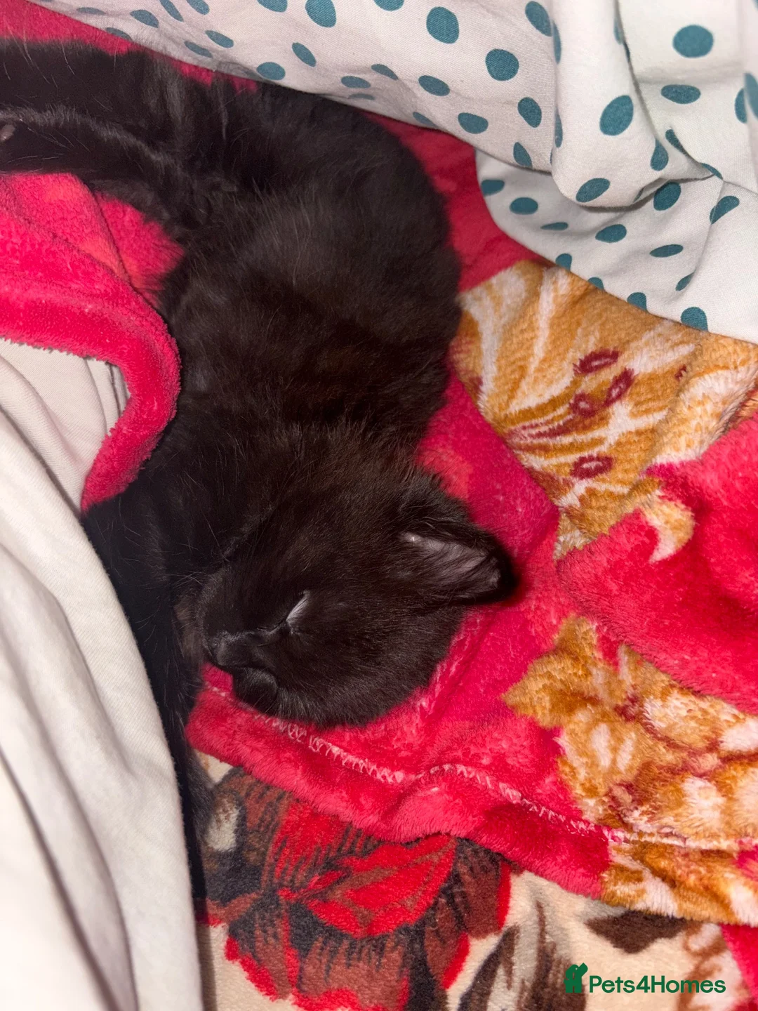Mixed Breed cats for sale: Lunaa - Advert 2