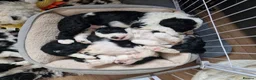 Sheepadoodle dogs for sale: Ultimate Pedigree F1 Sheepadoodles  - Advert 21