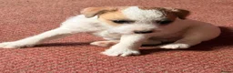 Parson Russell dogs for sale: Two Beautiful Parson Russell puppies - Advert 4