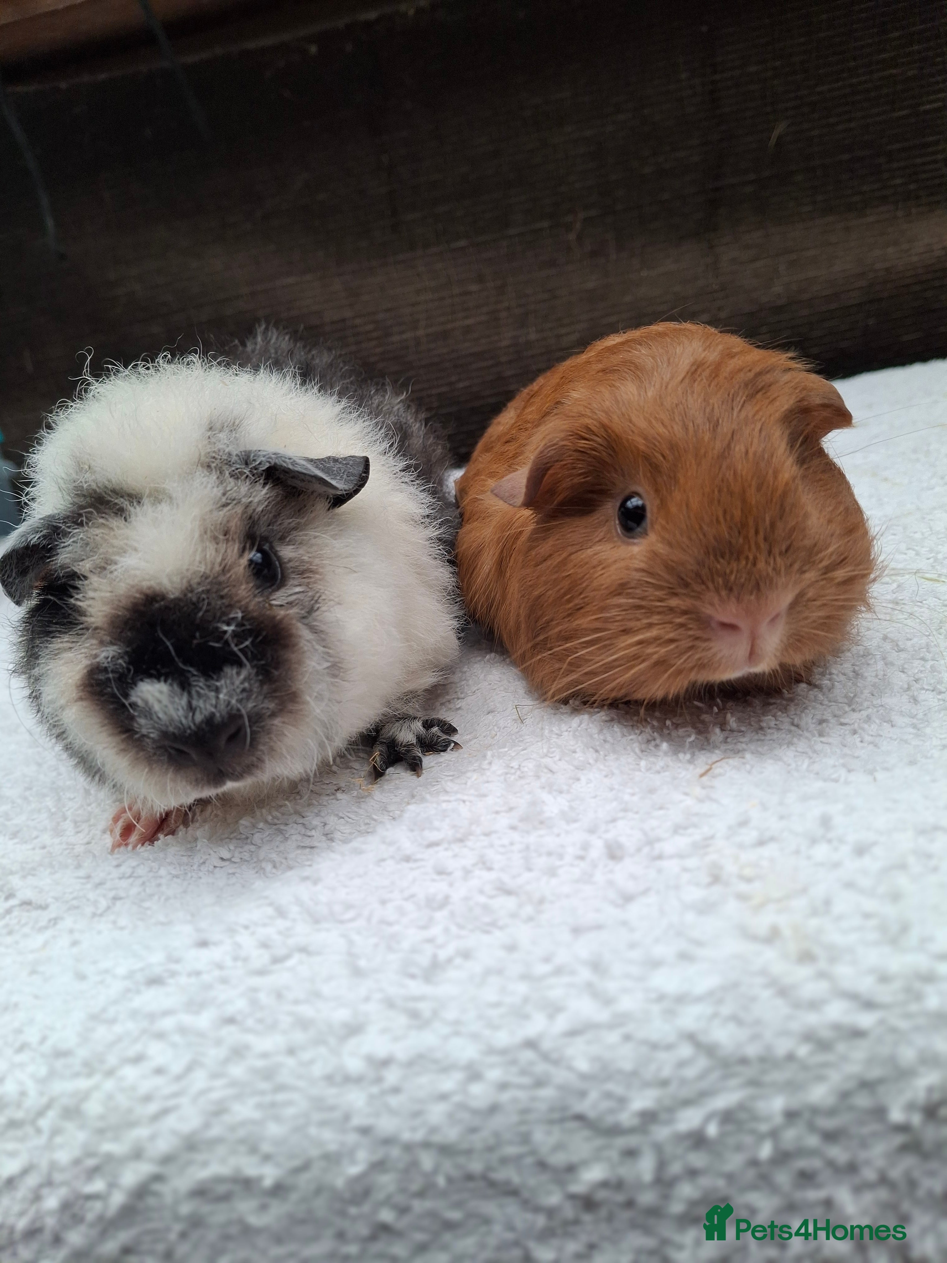 Guinea Pig rodents Baby Male Guineapigs  - Advert 1