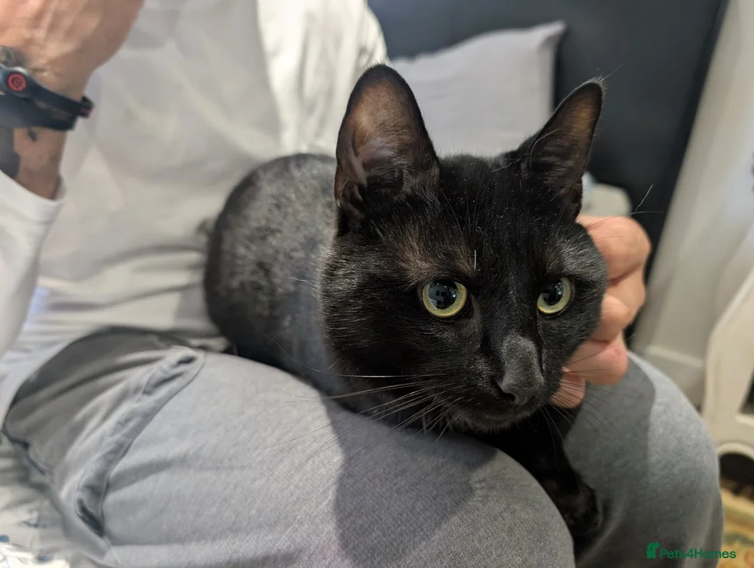 Mixed Breed cats for sale: Shadow tabby he is mixed bengle and short hair in Farnham - Advert 2