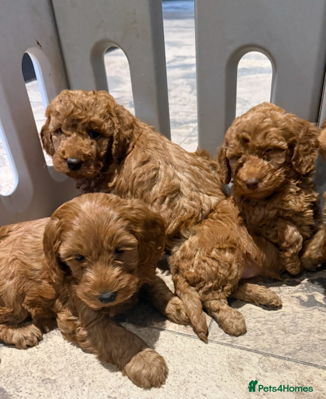 Cockapoo dogs for sale: MINI F1b COCKAPOO Puppies - Advert 17