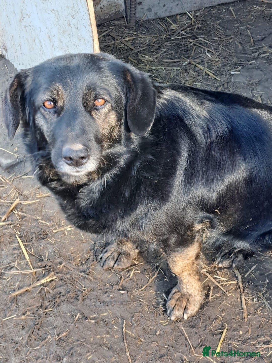 Mixed Breed dogs for adoption: Beautiful and Gentle LOLITA - for a Loving Home - Image 18