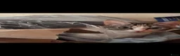 Domestic Shorthair cats for sale: Kittens for Sale - Advert 1