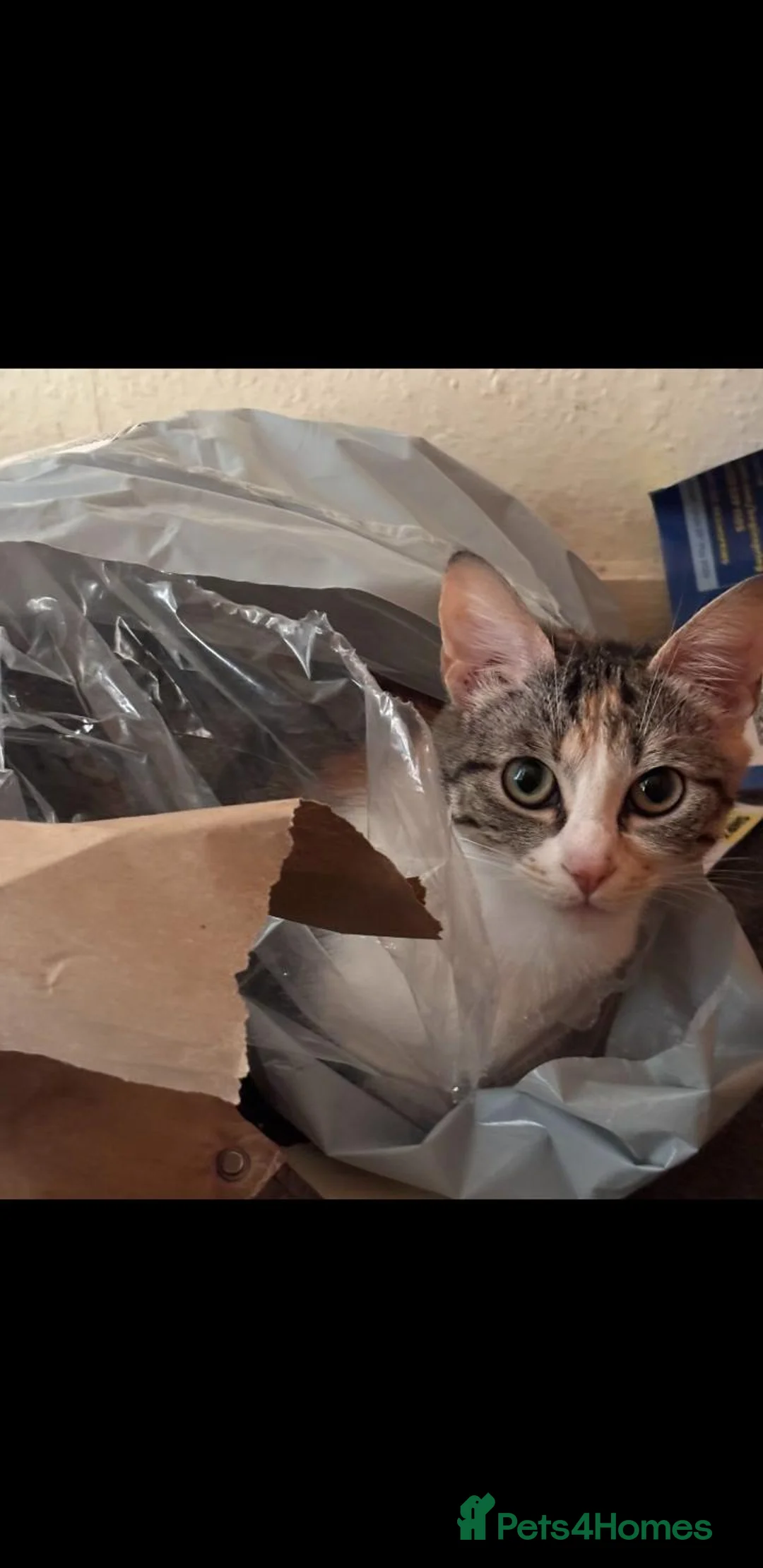 Domestic Shorthair cats for sale: Kittens for Sale - Advert 1