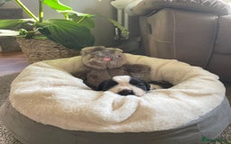 Saint Bernard dogs for sale: Stunning KC reg Saint Bernard puppies  - Image 3