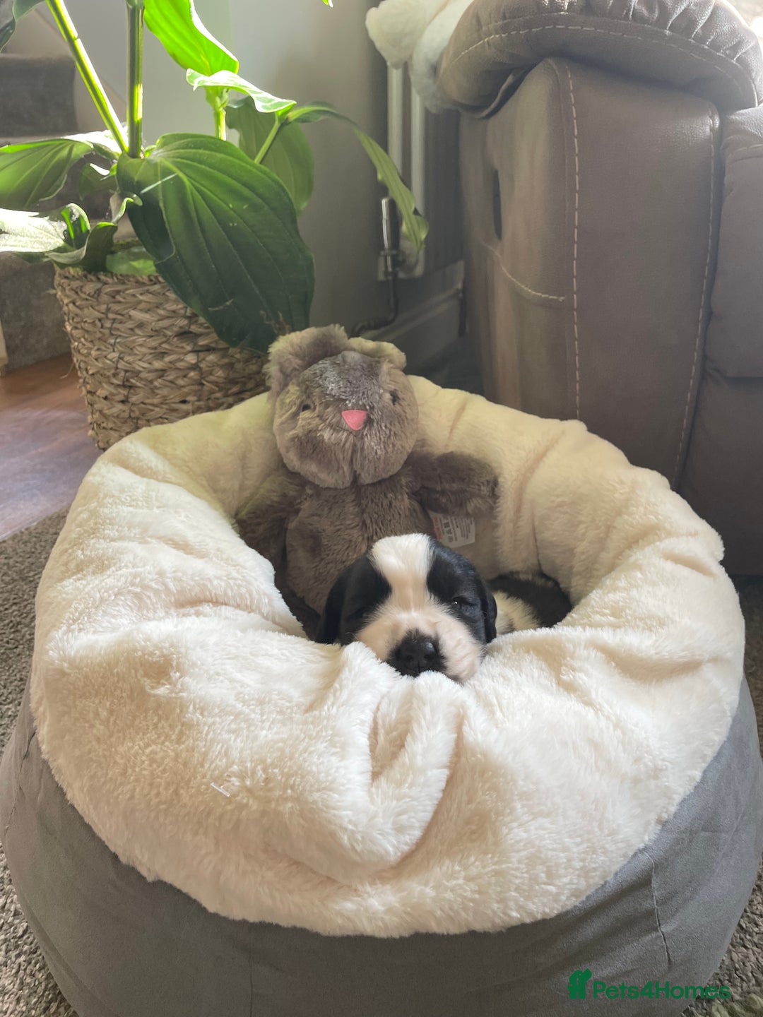 Saint Bernard dogs for sale: Stunning KC reg Saint Bernard puppies  - Image 3