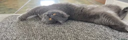 British Shorthair cats for sale: British shorthair  in Gravesend - Advert 5