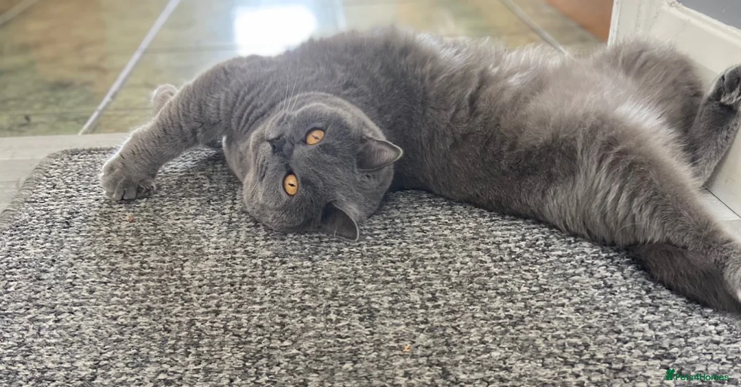 British Shorthair cats for sale: British shorthair  in Gravesend - Advert 5