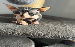 Sphynx cats for sale: Amazing colour Sphynx - Image 26
