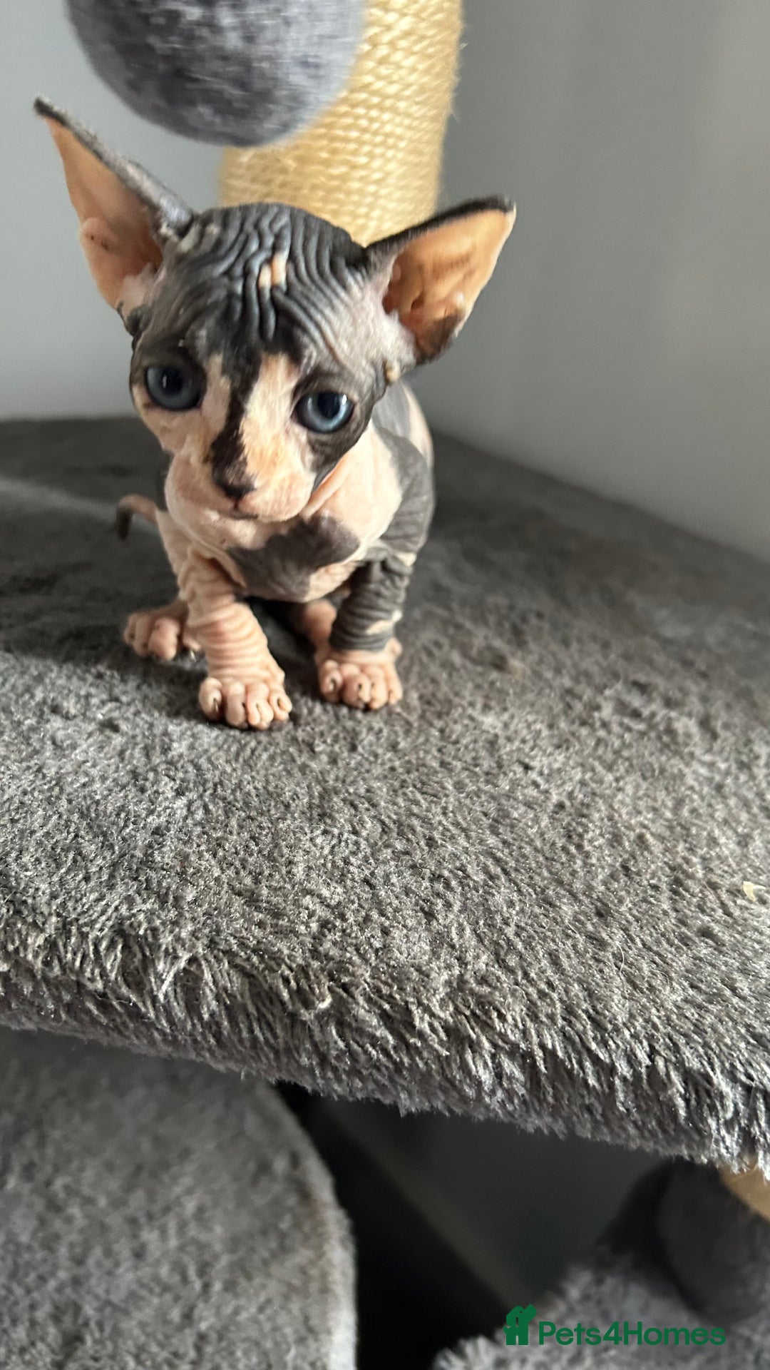 Sphynx cats for sale: Amazing colour Sphynx - Image 26