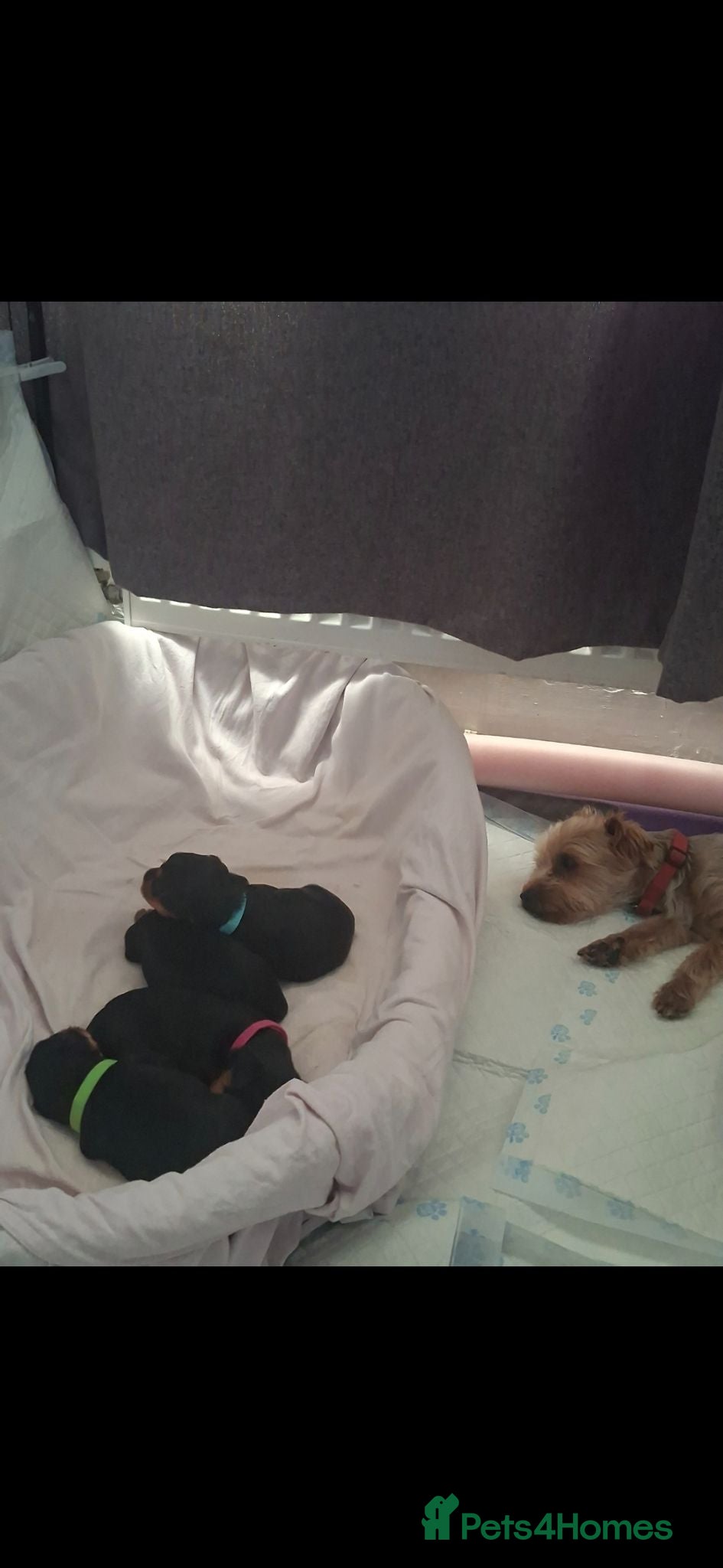 Yorkshire Terrier dogs Yorkshire terrier puppies for sale  - Advert 2