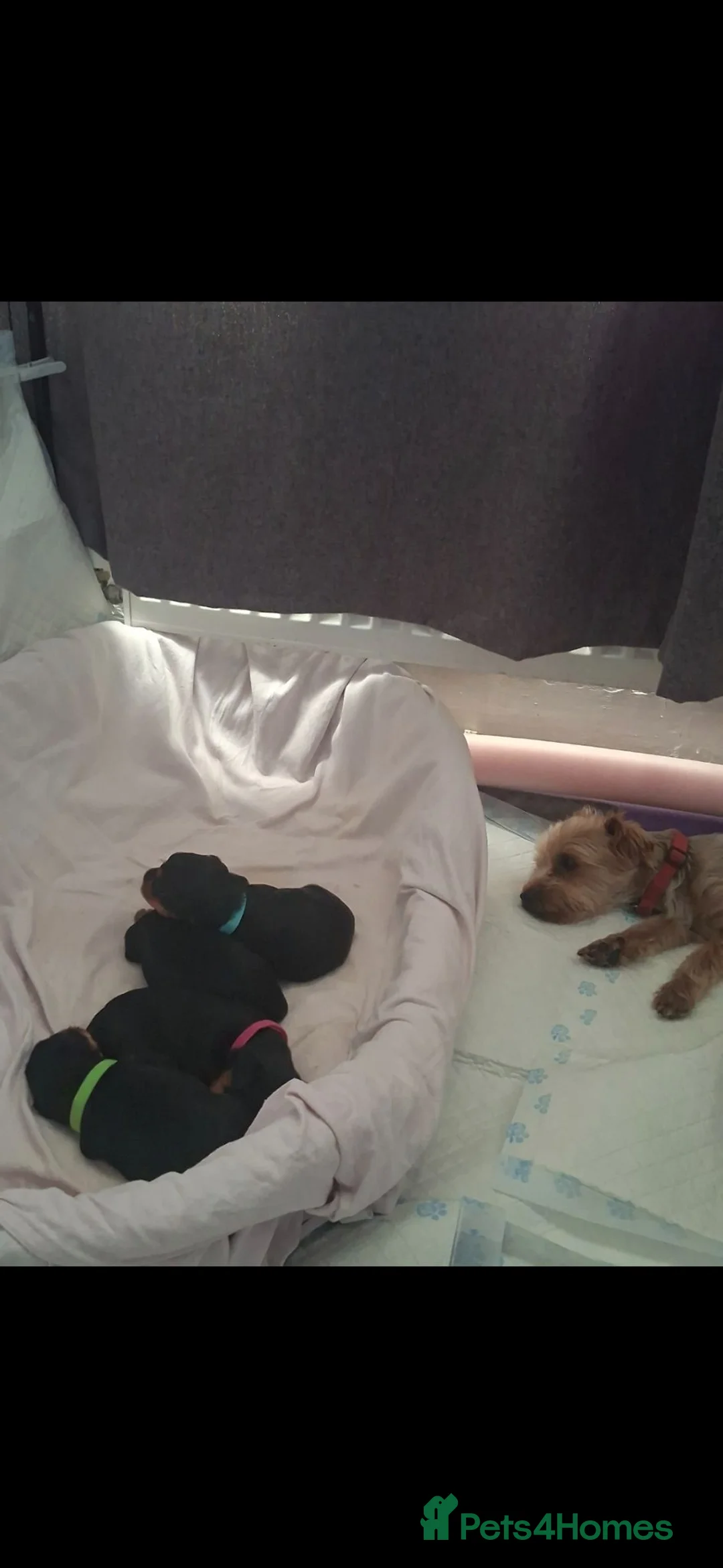 Yorkshire Terrier dogs for sale: Yorkshire terrier puppies for sale  - Advert 1