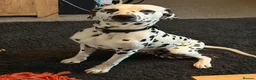 Dalmatian dogs for sale: Beautiful 2-Year-Old Male Dalmatian  - Advert 3