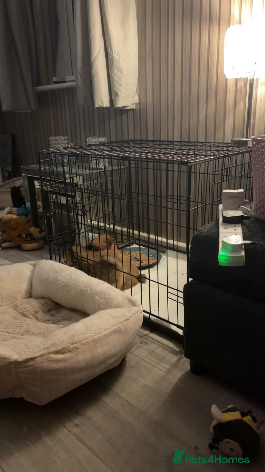 Pomeranian dogs for sale: Pomeranian puppies - Advert 17