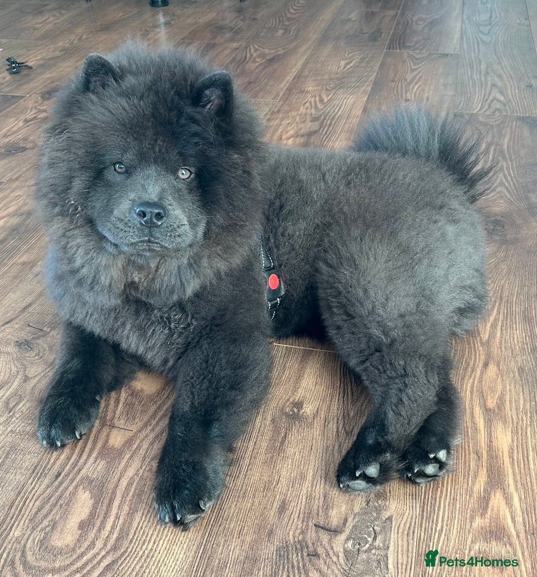 Chow Chow dogs for sale: Sweet Chow Chow – Experienced Owner Only - Image 4