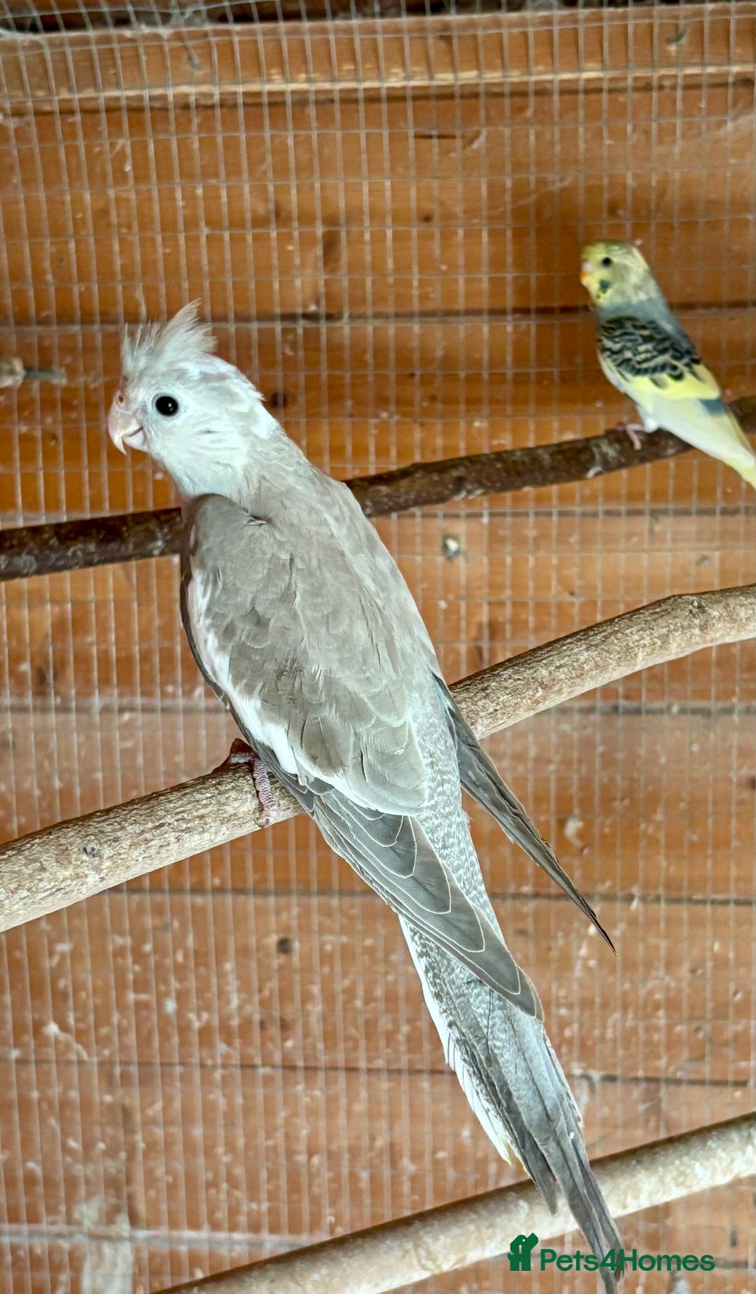 Cockatiels birds for sale: Baby Cockatiels for sale  - Image 5
