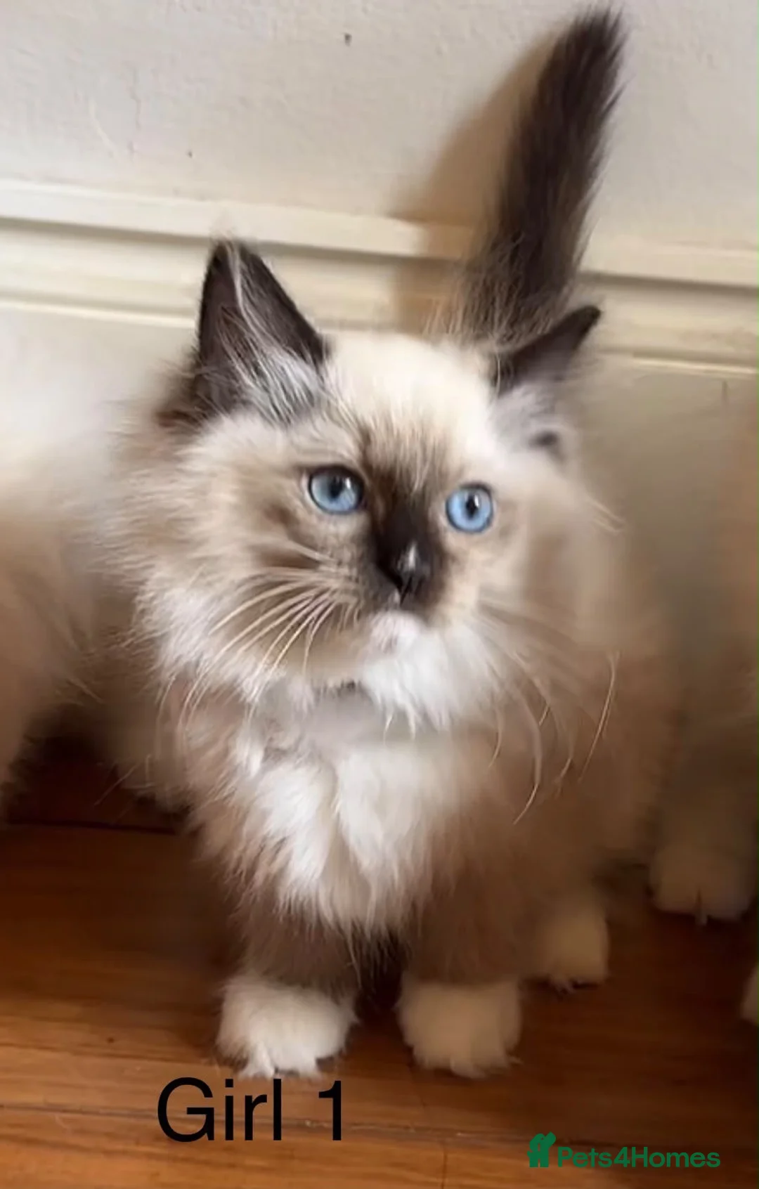 Ragdoll cats for sale: 4 beautiful Ragdolls - Advert 2