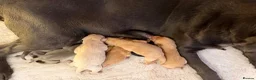 Labrador Retriever dogs for sale: Labrador puppies - Advert 28