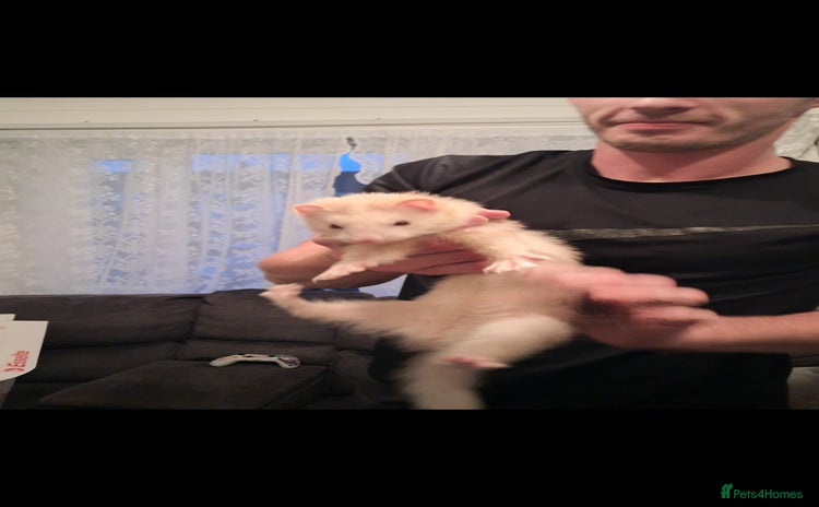 Ferret rodents - Advert 11