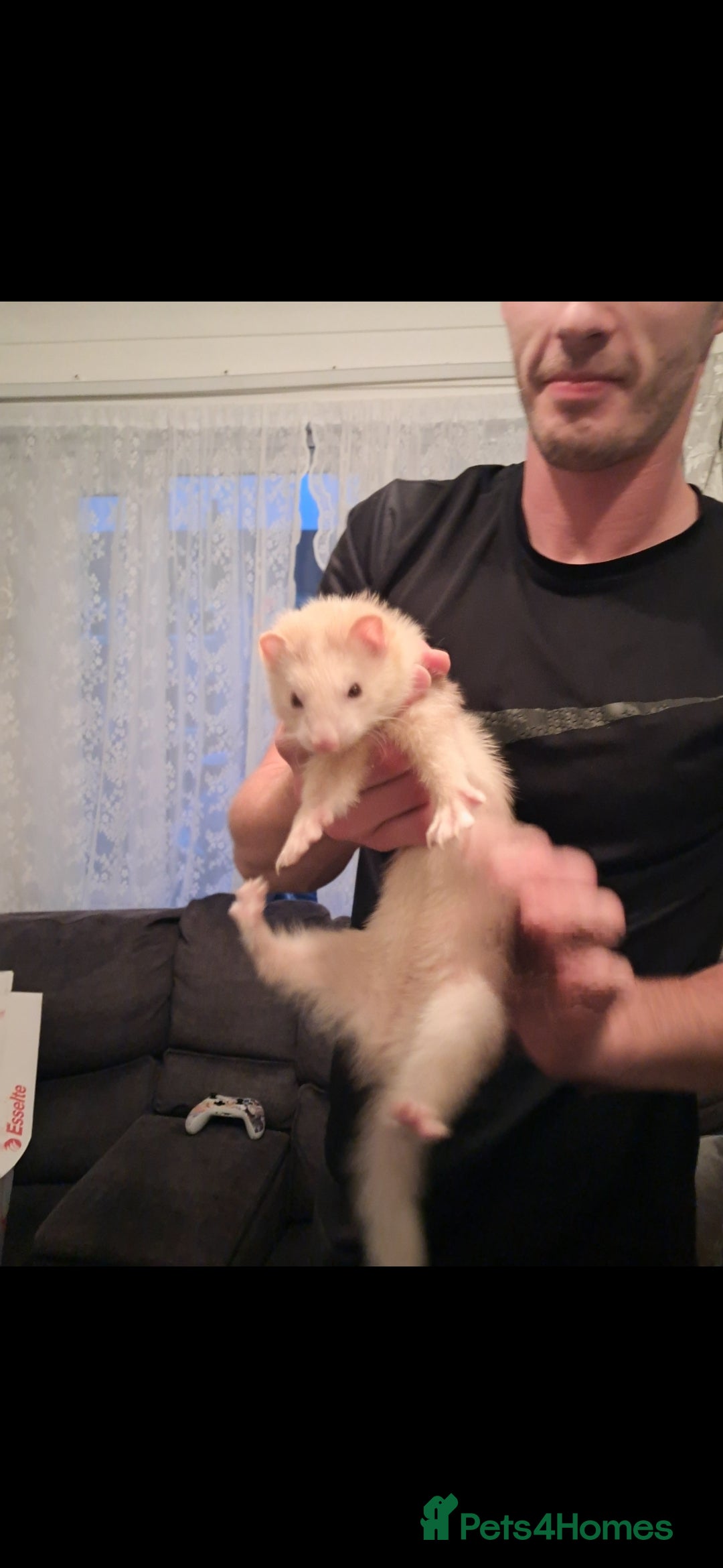 Ferret rodents for sale: Female un-neatured ferret  - Image 1