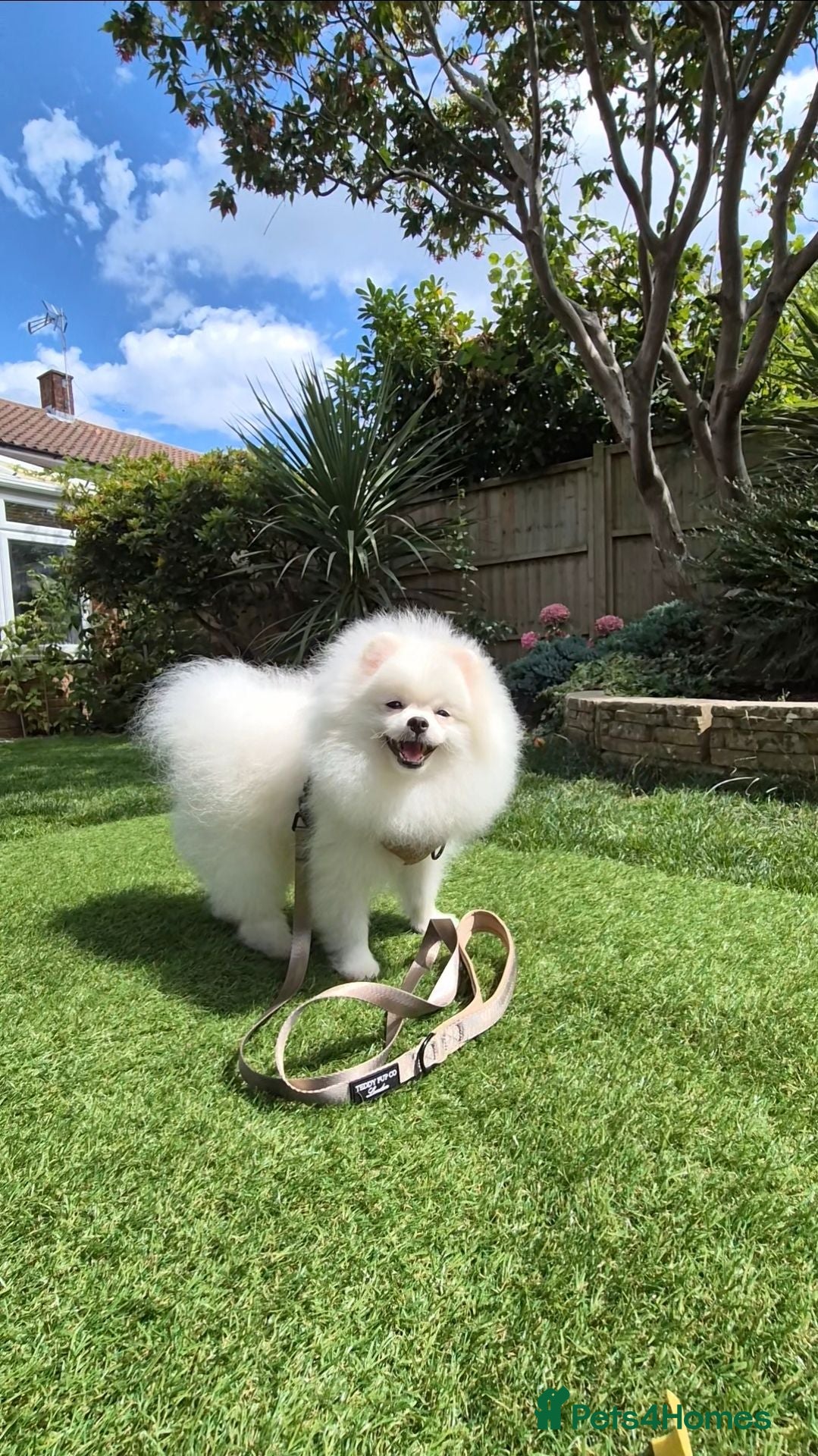 Pomeranian dogs Quality White Pomeranian Boy Puppy - Advert 2