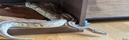 Python Snake reptiles for sale: Ball Python (Male) with Full Setup – Approx. 6Yrs in Derby - Advert 2