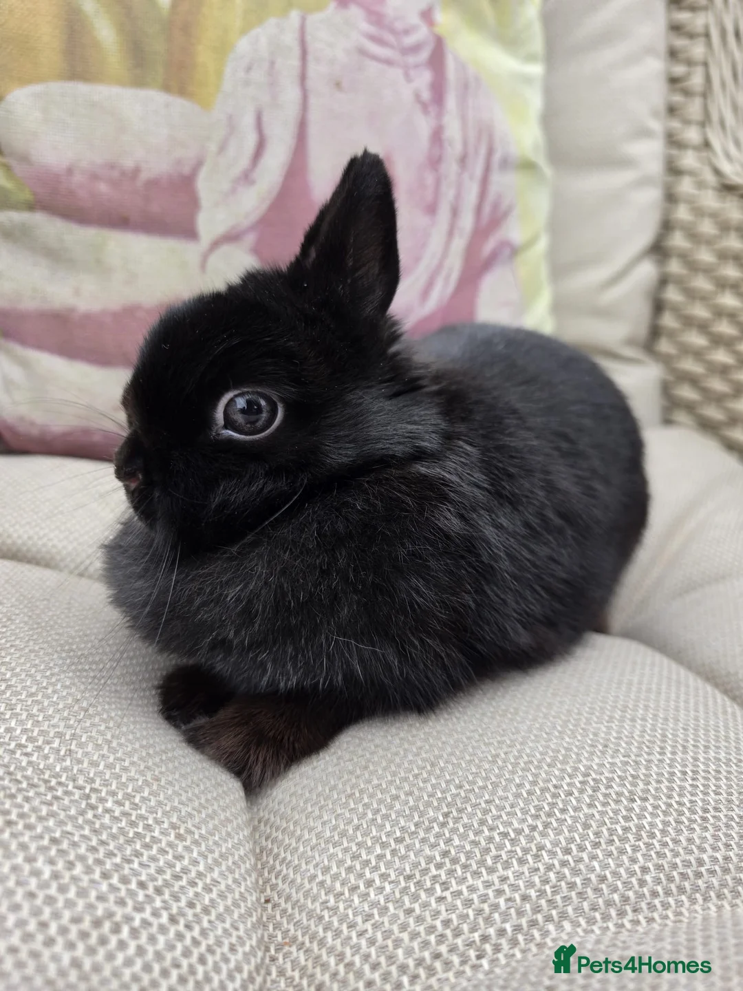 Netherland Dwarf rabbits for sale: Netherland Dwarf Rabbit Female Doe Vaccinated  - Advert 1