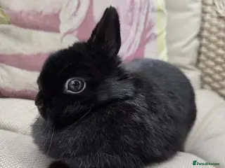 Netherland Dwarf rabbits for sale: Netherland Dwarf Rabbit Female Doe Vaccinated - Advert 1