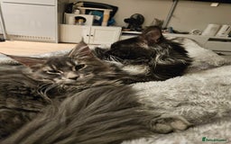 Maine Coon cats for sale: Maine coon girl - Advert 2