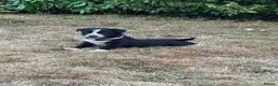 Border Collie dogs for sale: Stunning Border Collie Puppies in Llandovery - Advert 11