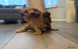 Labradoodle dogs for sale: Miniature labradoodle puppies  - Image 9