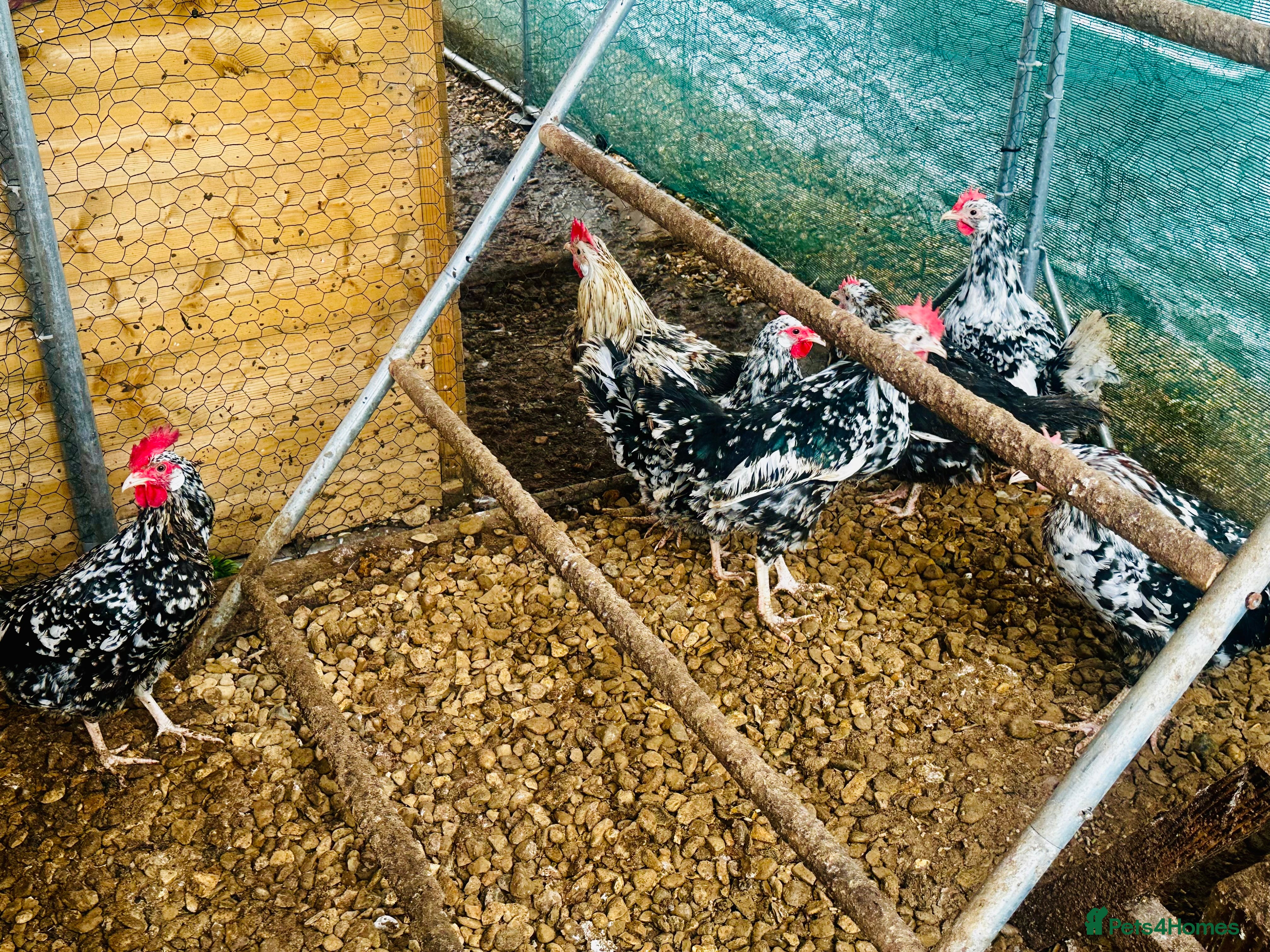 Chickens poultry EXCHEQUER LEGHORN CHICKENS - POL - Advert 1