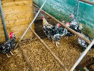 Chickens poultry EXCHEQUER LEGHORN CHICKENS - POL - Advert 1