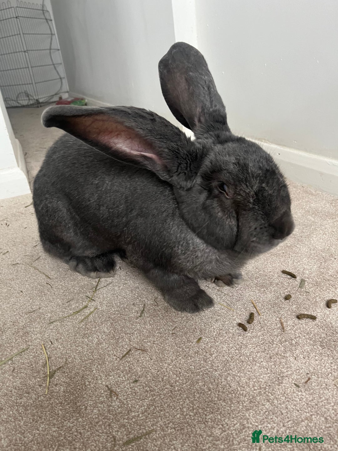 Continental Giant rabbits for sale: 3 year old steel blue continental giant - Advert 2