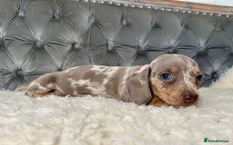 Miniature Dachshund dogs for sale: Miniature Dachshund Puppies ONE LEFT - Image 12