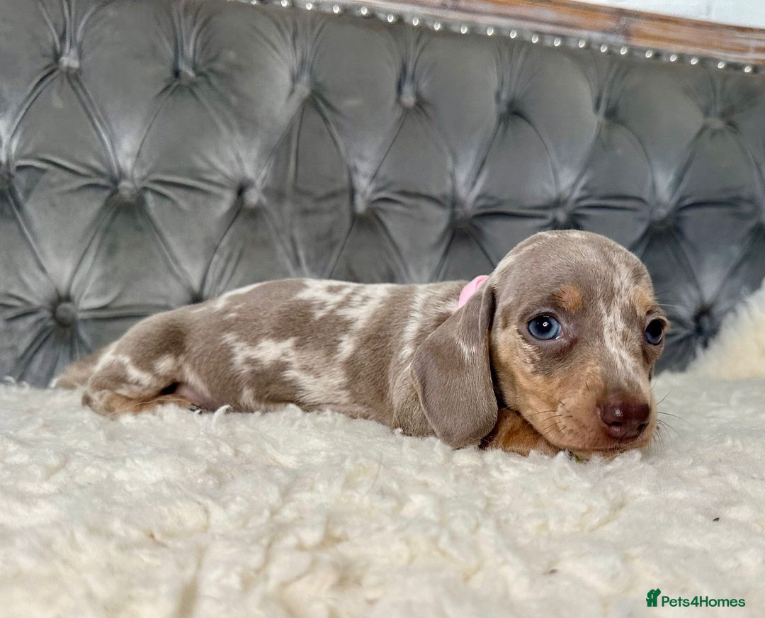 Miniature Dachshund dogs for sale: Miniature Dachshund Puppies ONE LEFT - Image 12