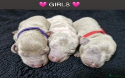 Miniature Dachshund dogs for sale: 🌟QUALITY KC REG & PRA CLR MINIATURE DACHSHUNDS🌟 - Image 5
