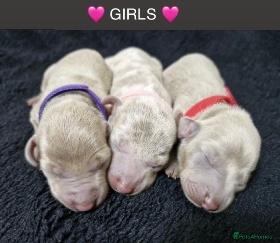 Miniature Dachshund dogs for sale: 🌟QUALITY KC REG & PRA CLR MINIATURE DACHSHUNDS🌟 - Image 5