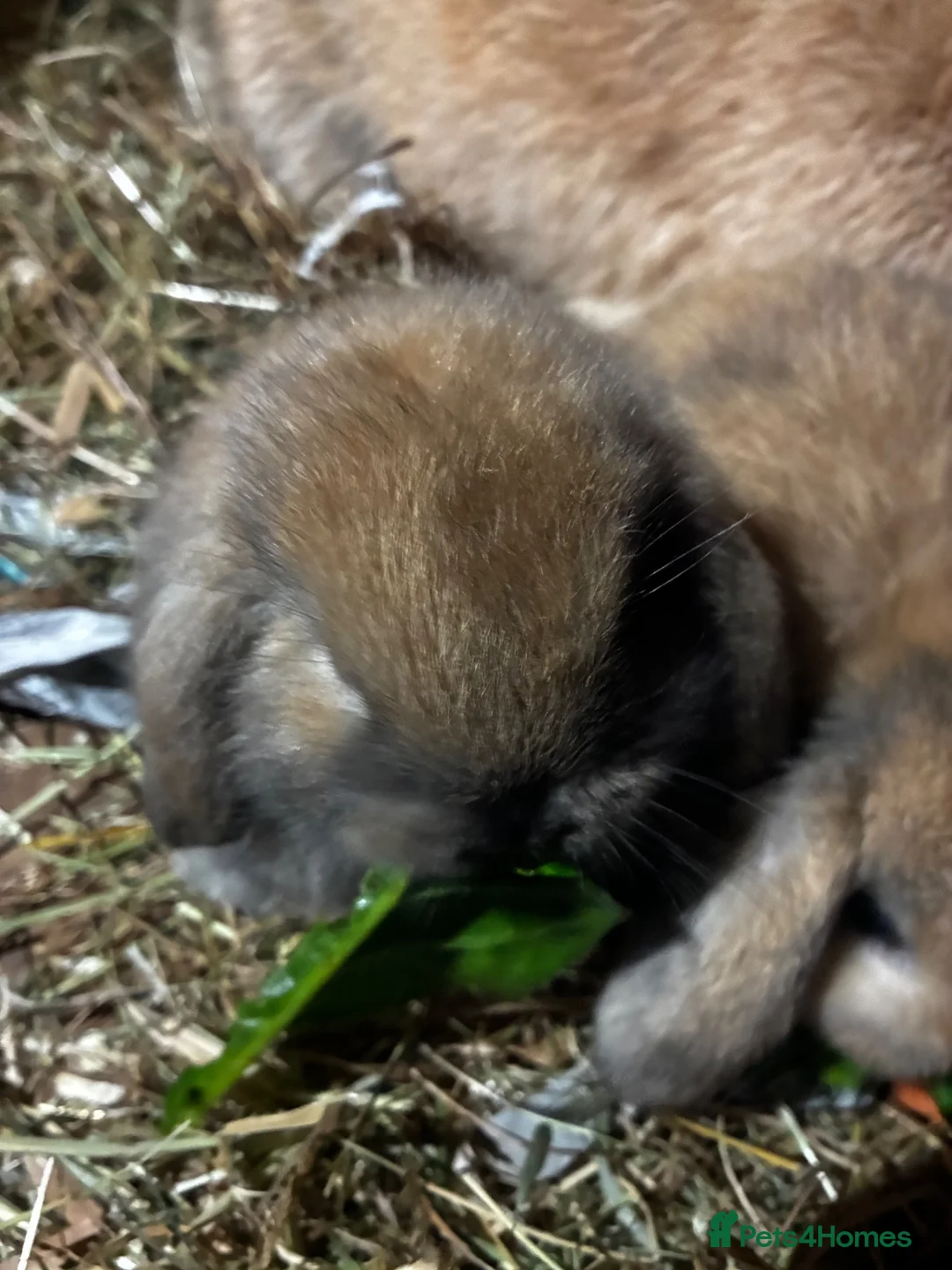 Mini Lop rabbits for sale: Mini lop bunnies for sale - Advert 6