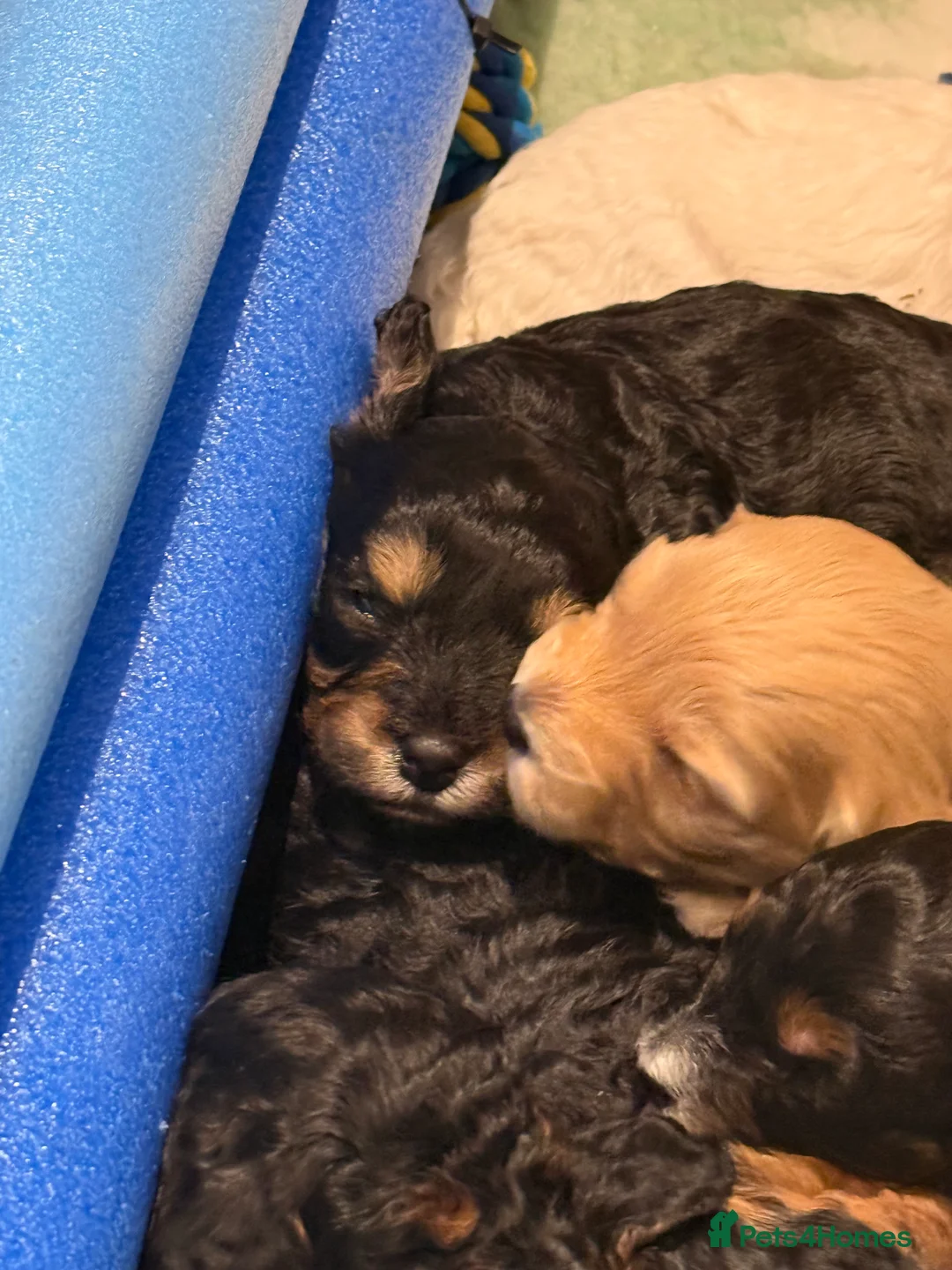 Cavapoo dogs for sale: Beautiful F1b Cavapoo Puppies - Only 3 left  - Advert 13