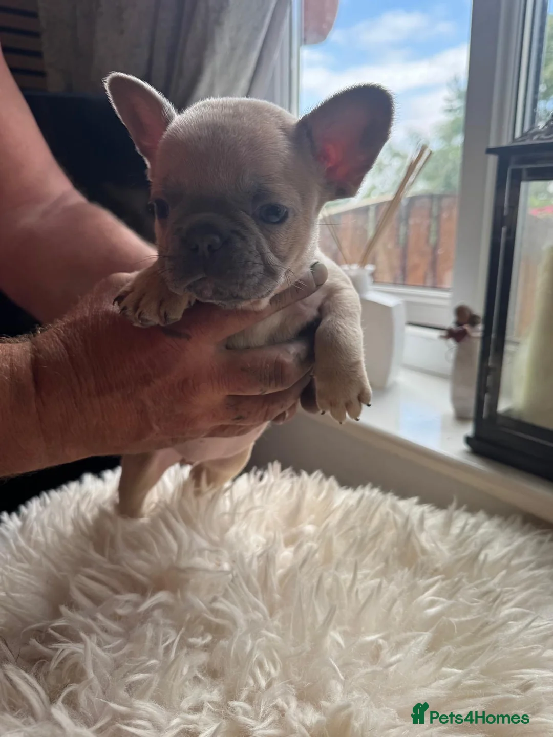 French Bulldog dogs for sale: French Bulldog puppies  - Advert 2
